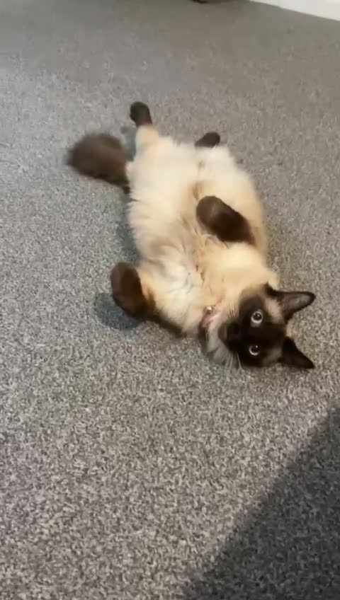 Ragdoll cats for sale: Pretty friendly cat looking for a loving new home in Stourbridge - Video 1