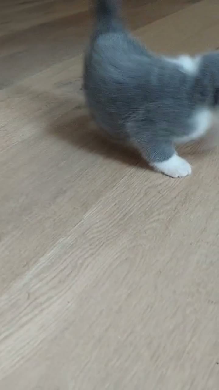 British Shorthair cats for sale: 5 GCCF REGISTERED KITTENS - Video 4