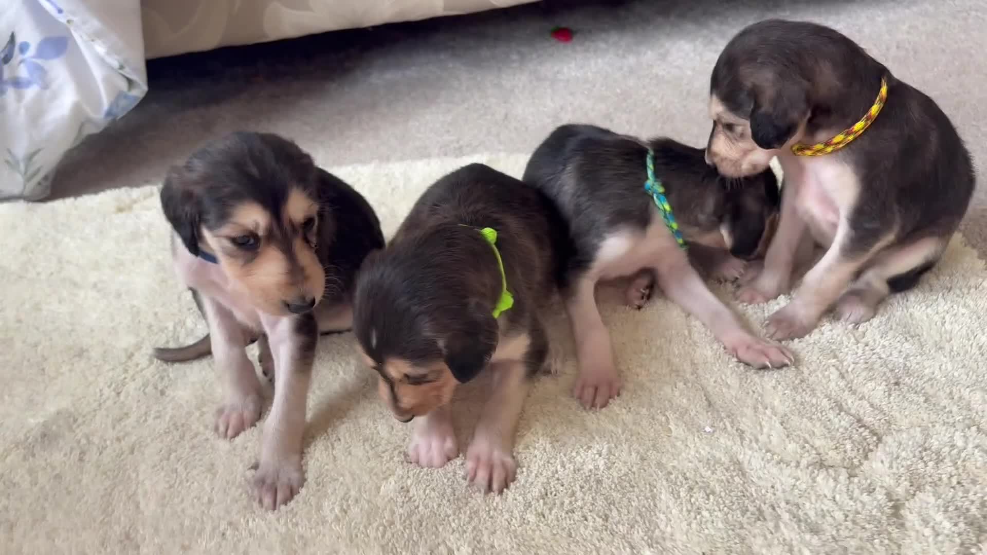 Saluki dogs for sale: KC registered saluki puppies (American bloodlines) - Video 2