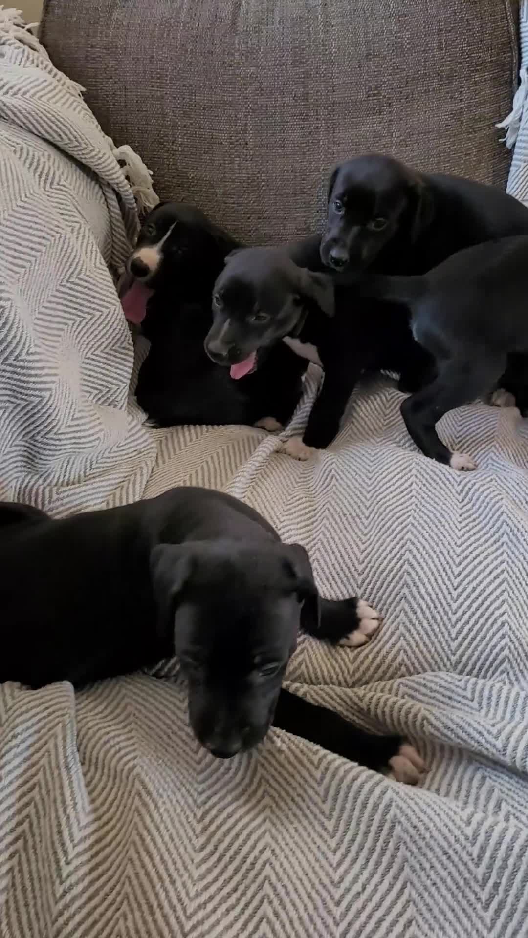 Greyhound dogs for sale: Greyhound x Lurcher Pups  - Video 1