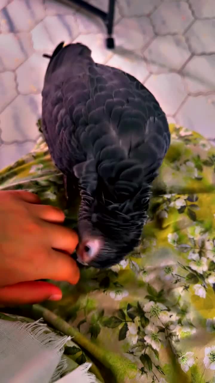 Parrots birds for sale: African grey parrot - Video 3