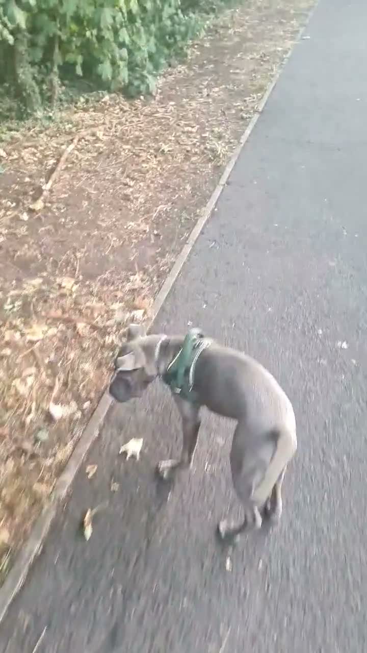 Mixed Breed dogs for sale: Cane corso X shar pei 9 months old  - Video 4