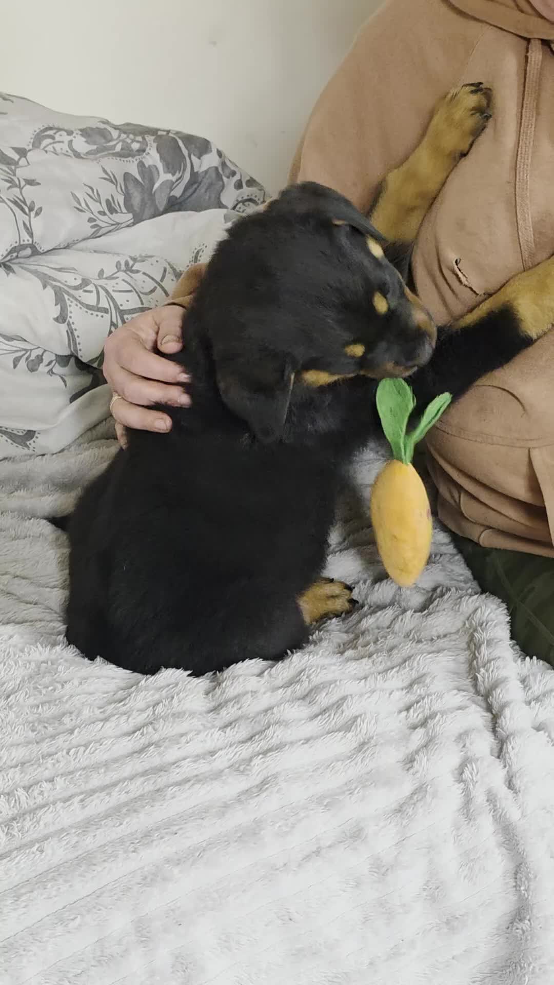 Rottweiler dogs for sale: Rottweiler puppies  - Video 2