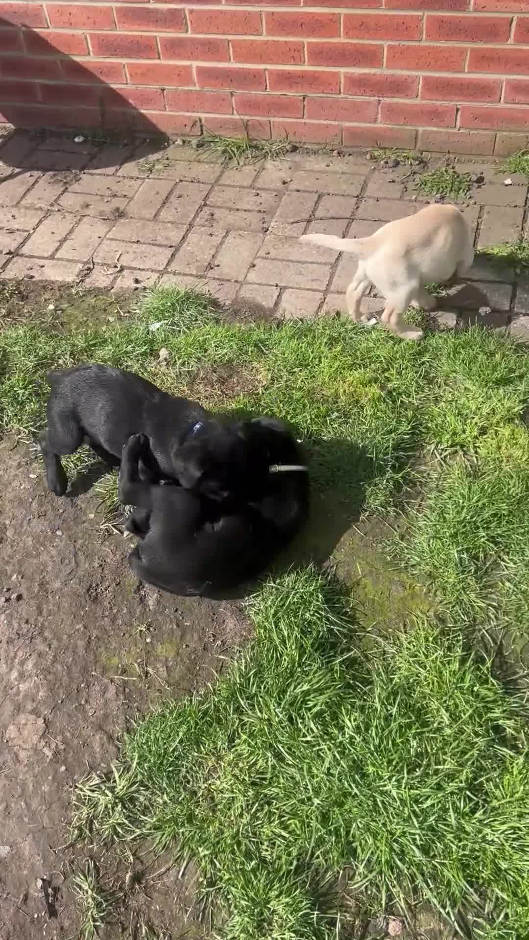 Labrador Retriever dogs for sale: KC Registered Labrador Puppies - Video 4