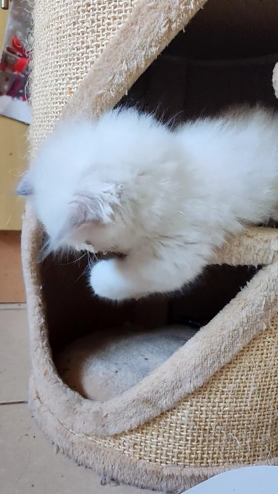 Siberian cats for sale: Sibirian Neva Masquerade kittens  - Video 1