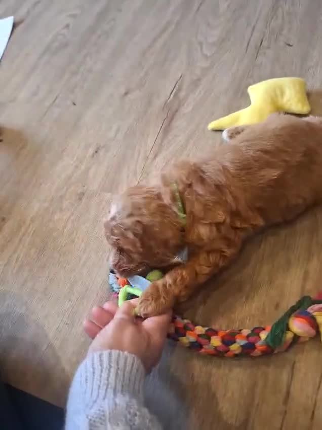 Cockapoo dogs for sale: RED COCKAPOO PUPS in Ripley - Video 3