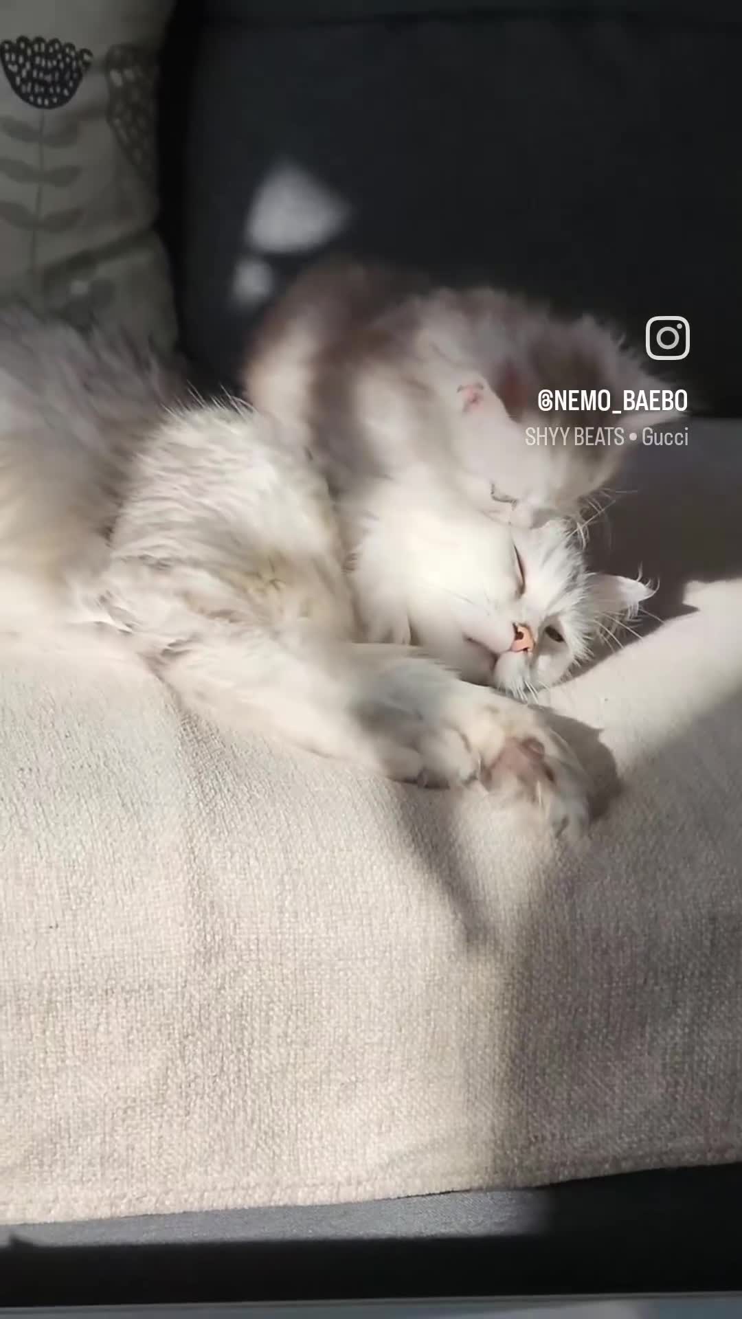 Ragdoll cats for sale: Ragdoll kittens - Video 1