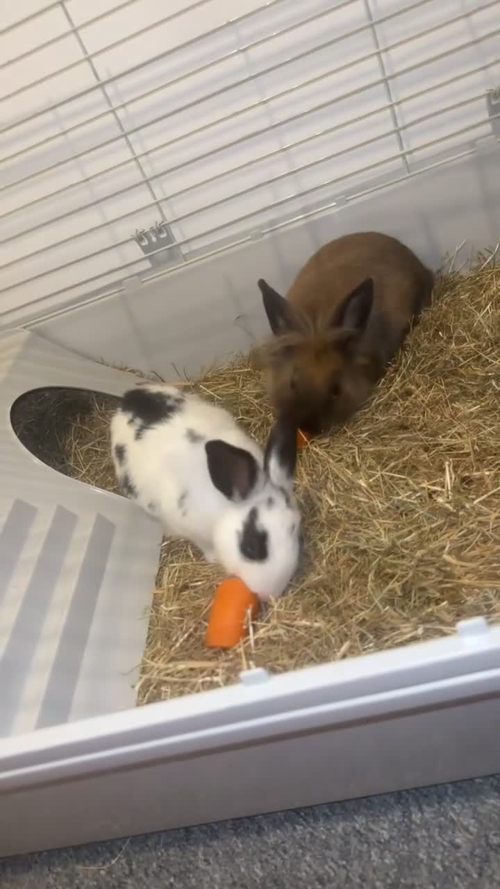 Mini Lion Lop rabbits for sale: Friendly mini lion lop boy born may 10th  in Saint Leonards-on-sea - Video 1