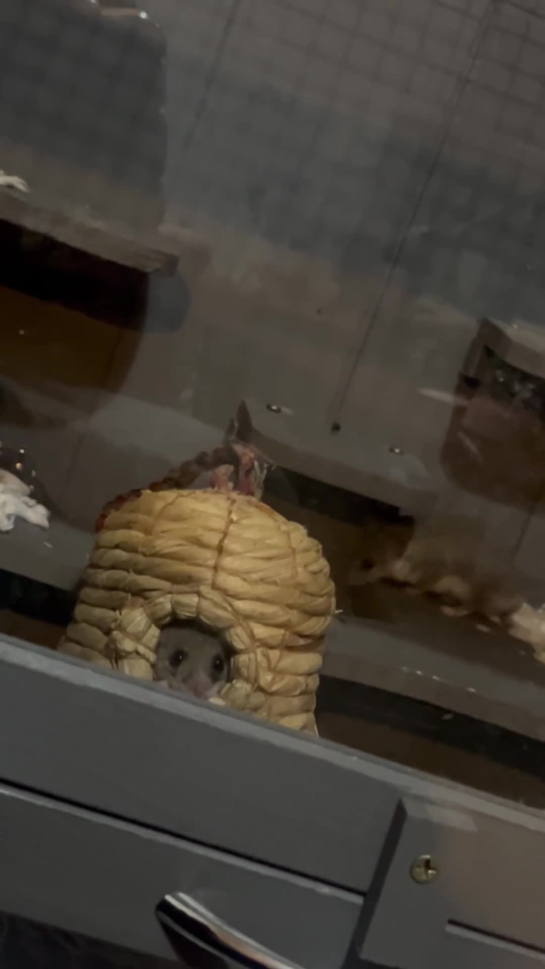 Mouse rodents for sale: Pygmy Doormice (Pygmy Squirrels) [BREEDING PAIR] in Southampton - Video 1