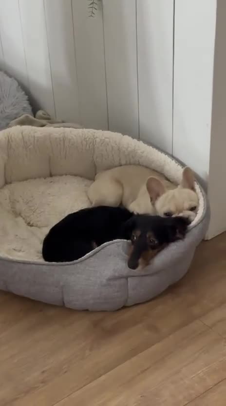 French Bulldog dogs for stud: 🔥🔥 BIG BEN 🔥🔥 - Video 1
