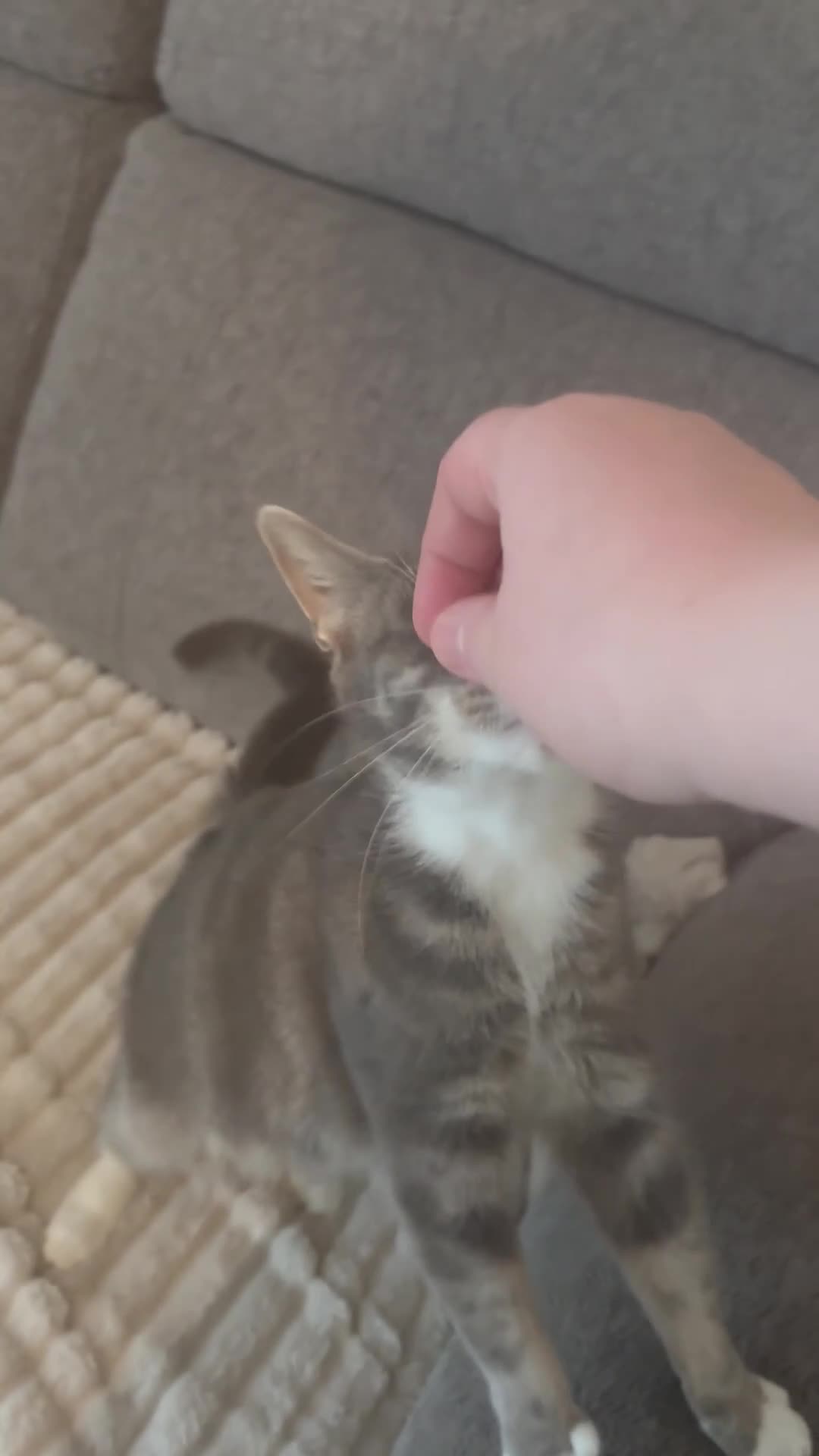 Domestic Shorthair cats for sale: Beautiful mixed breed kittens  in Jarrow - Video 2