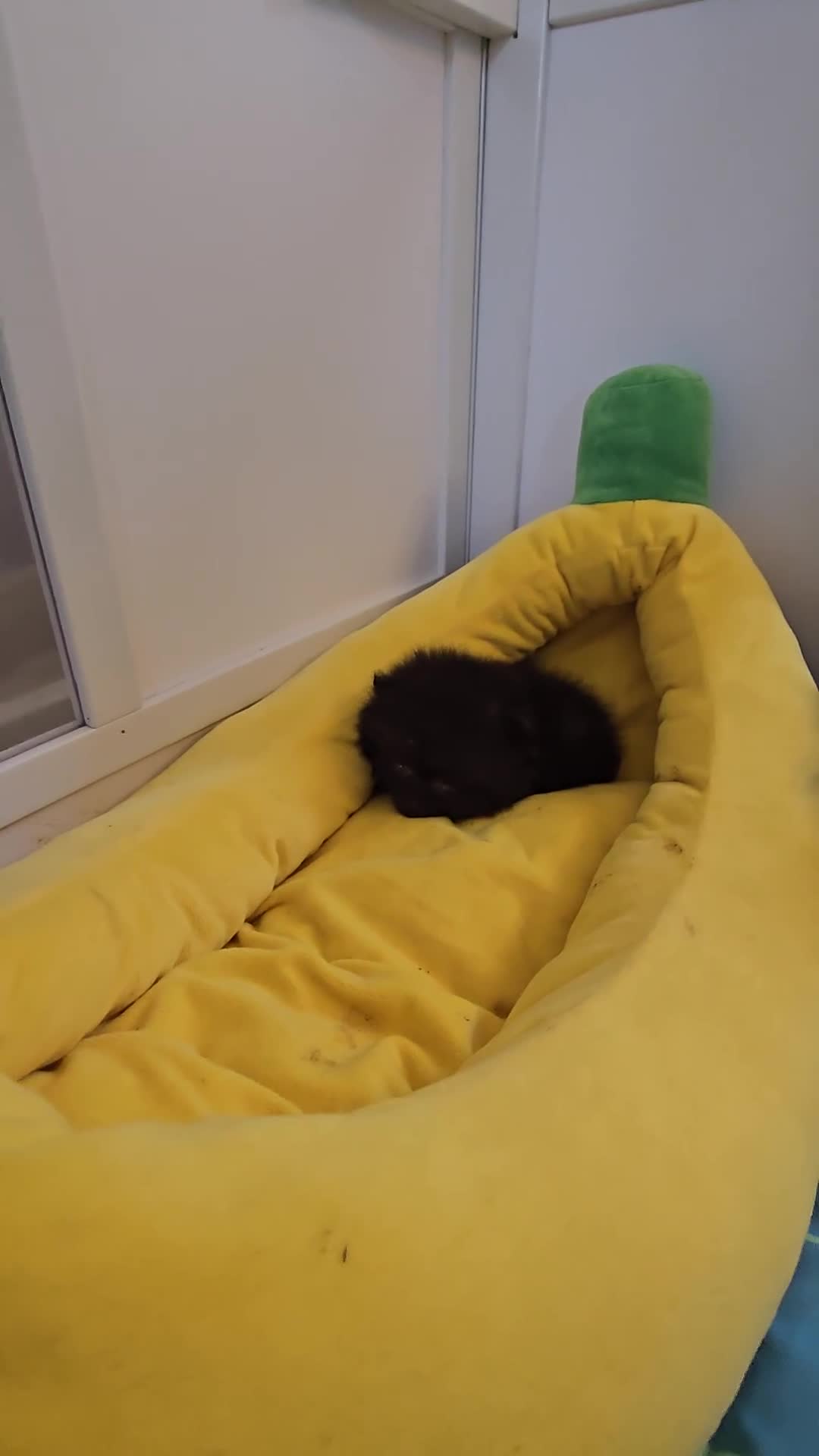 Pomeranian dogs for sale: Mini & Micro 4 boys💙&1 girl 💖 30+🏆 in lines - Video 3