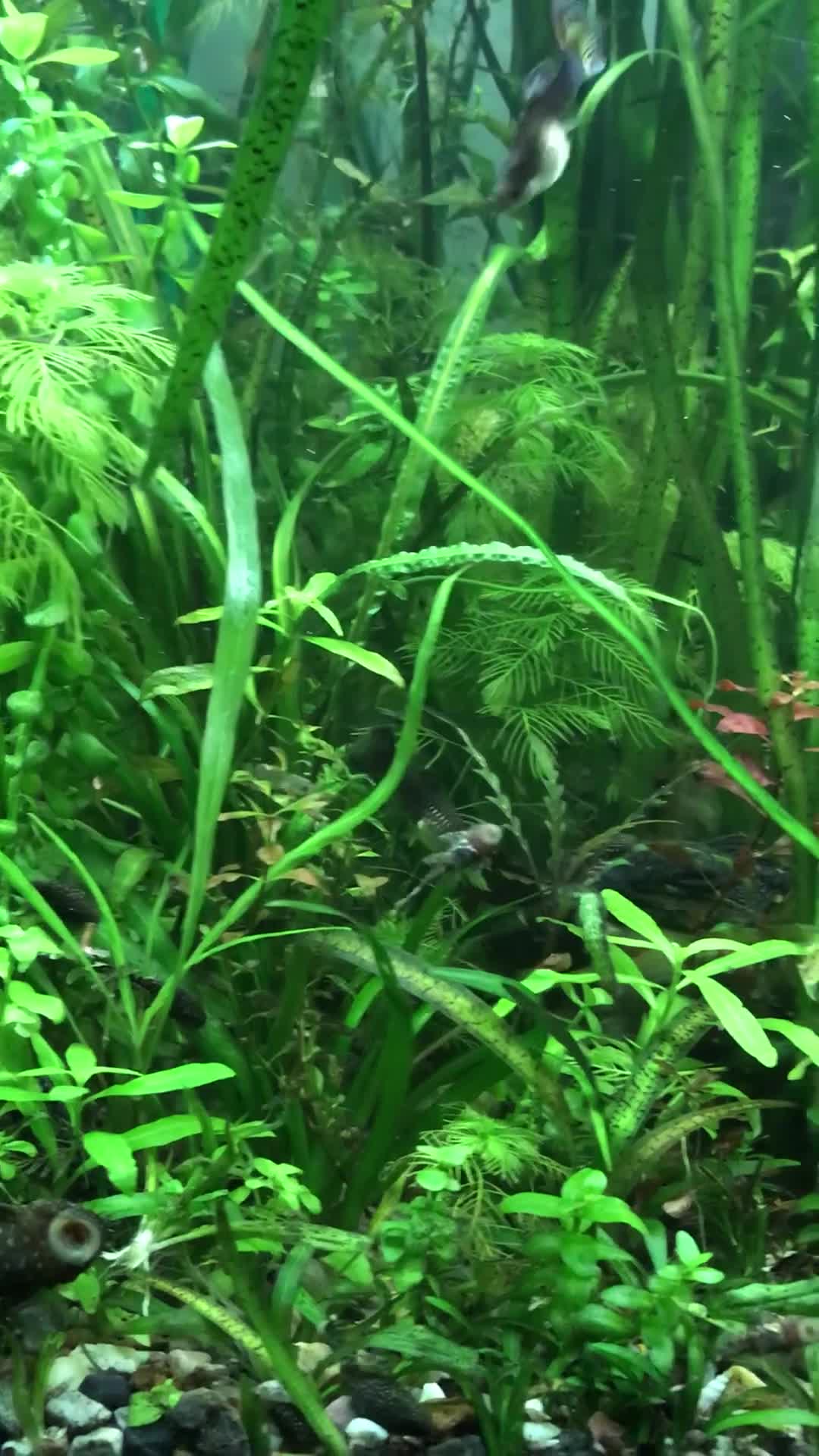 Corys fish for sale: Live aquarium plants*CHEMICAL FREE* - Video 5