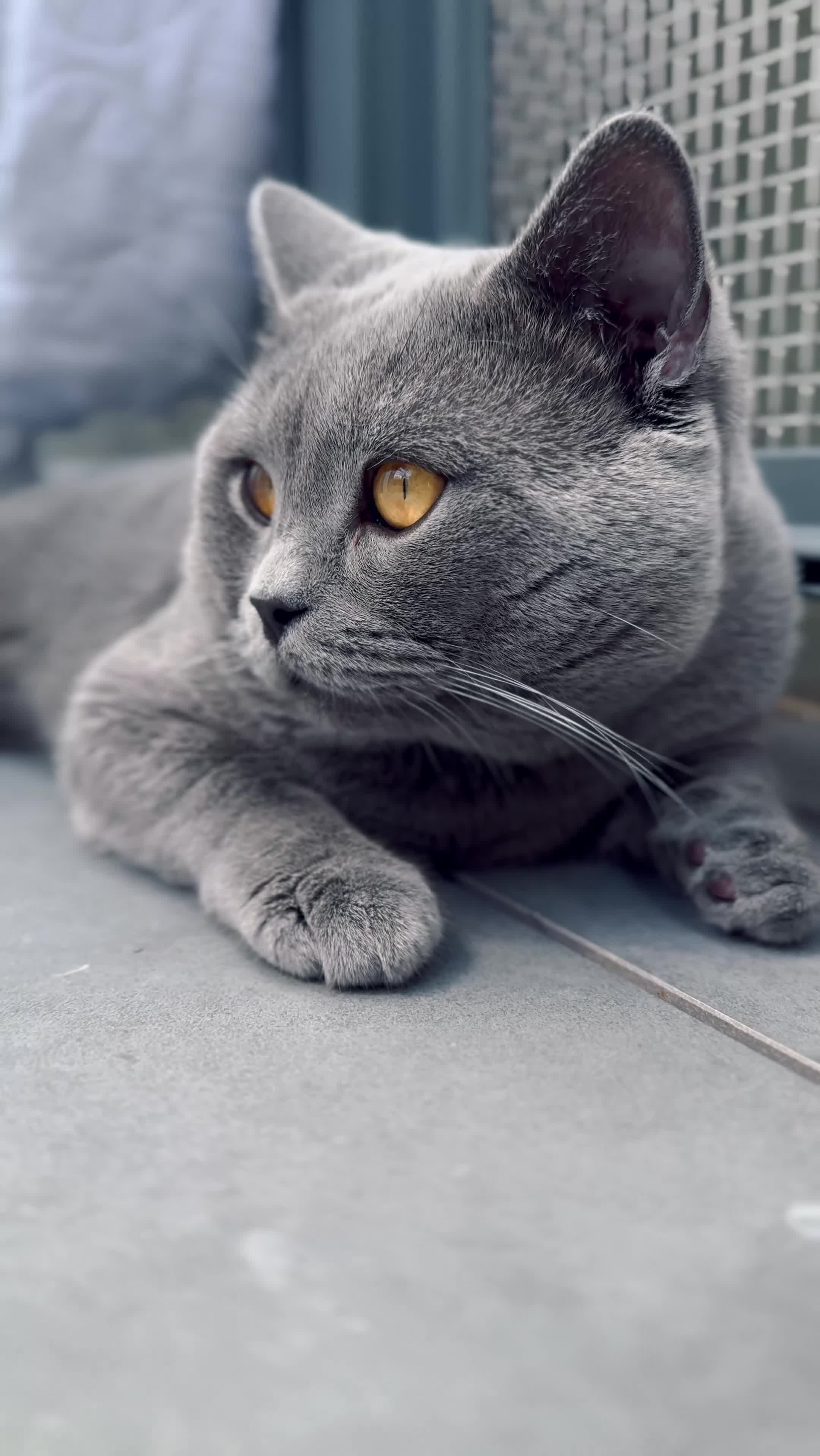 British Shorthair cats for sale: Seven little souls looking for their new home 🐾 - Video 2
