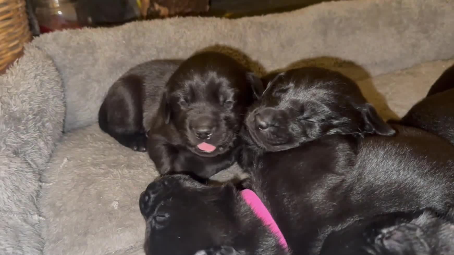 Labrador Retriever dogs for sale: Beautiful kc reg black labradors - Video 1