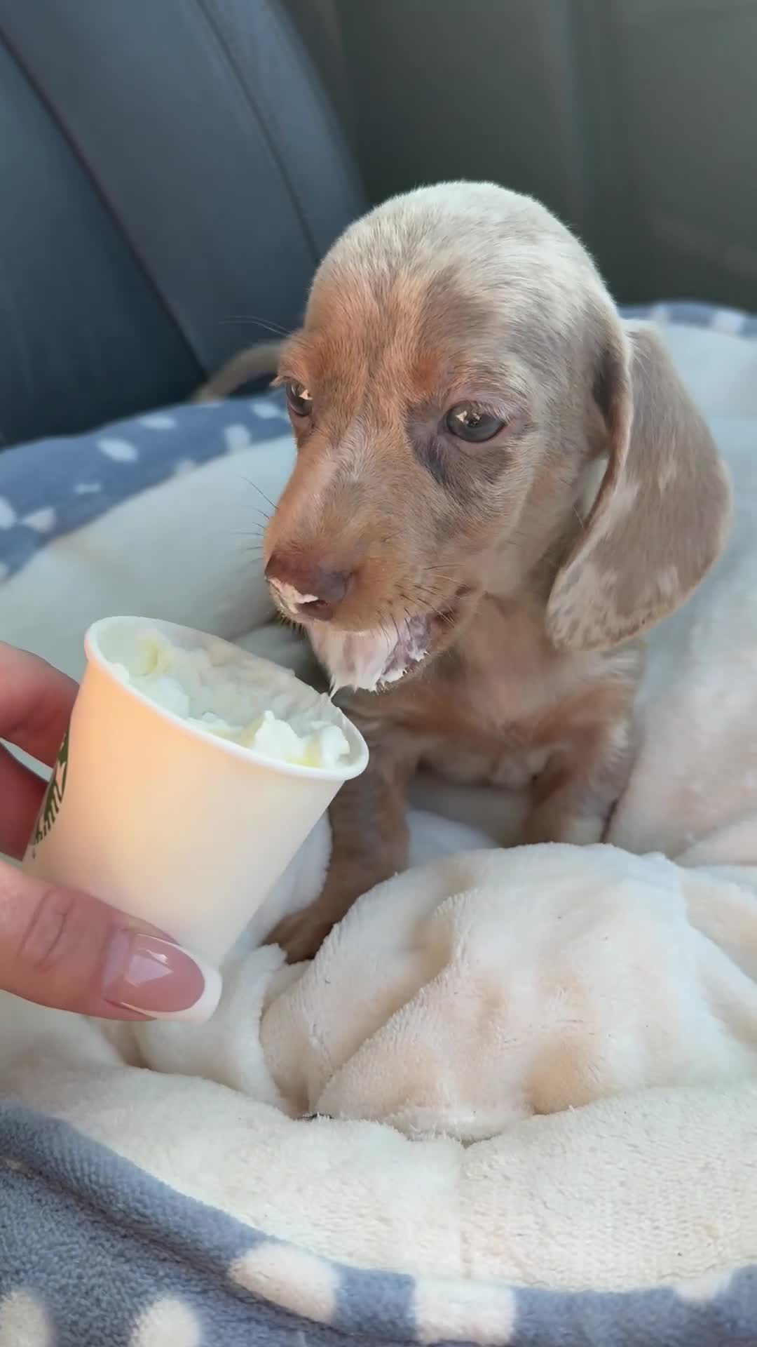Miniature Dachshund dogs for sale: Long haired miniature chocolate dachshund - Video 2