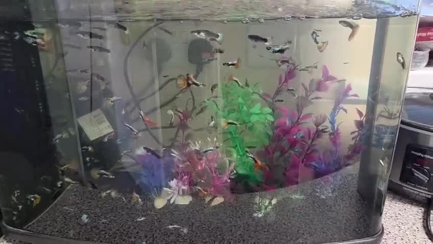 Mollies fish for sale: Guppies male and female - Video 1