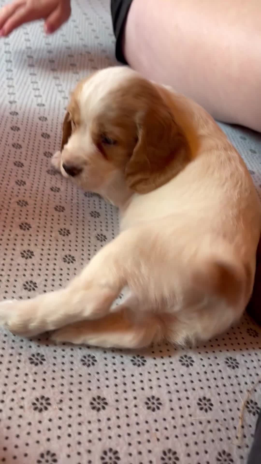 Cocker Spaniel dogs for sale: Lovely puppies  - Video 1