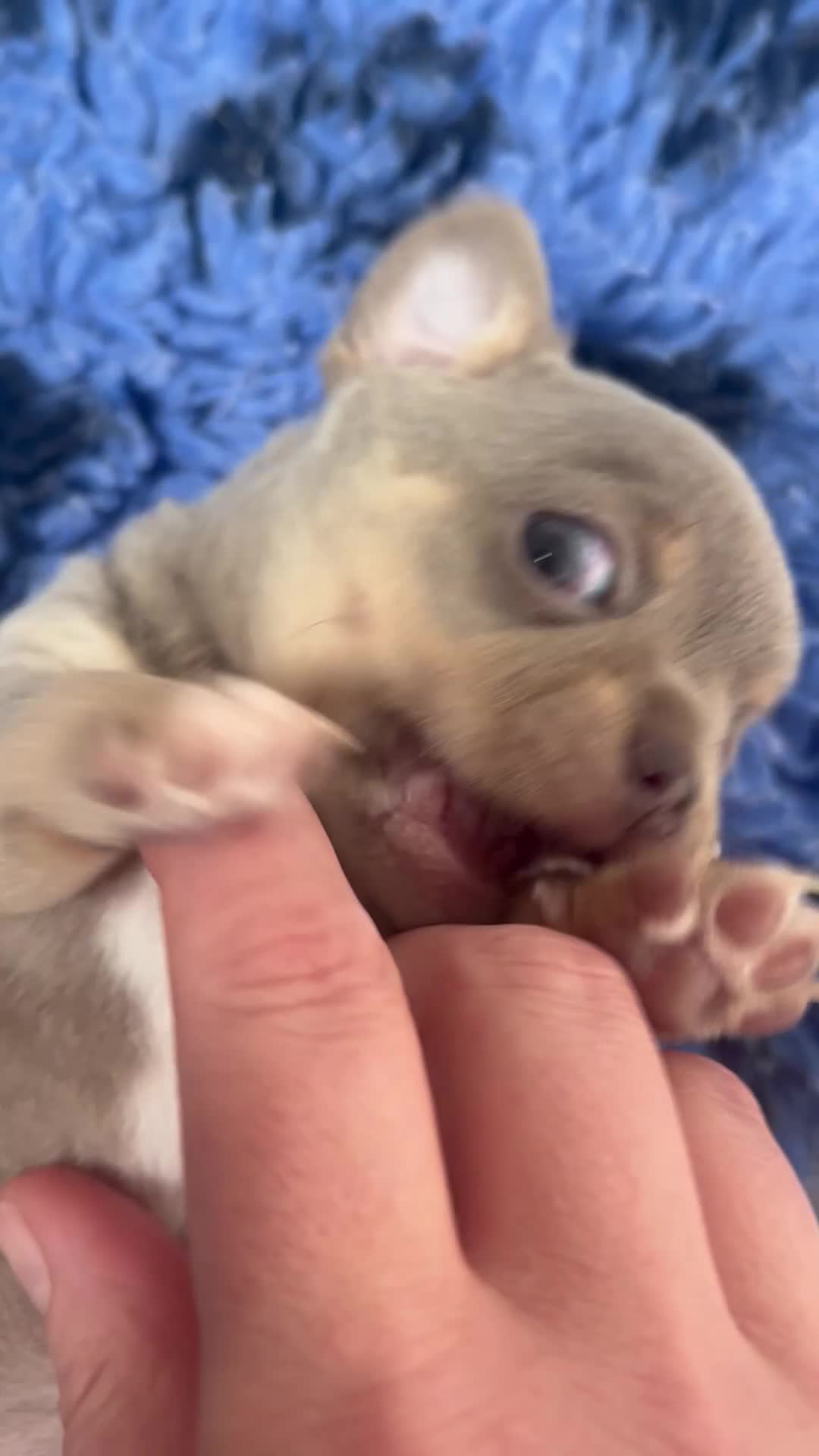 Chihuahua dogs for sale: Kc registered lilac chihuahua boy - Video 3