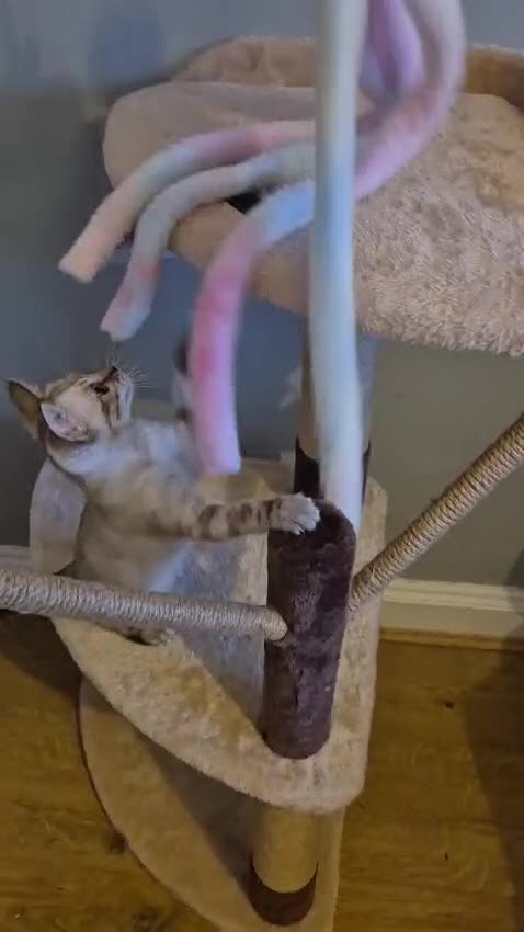 Bengal cats for sale: TICA prestigious Glitterglam SNOW clouded Kitten - Video 1