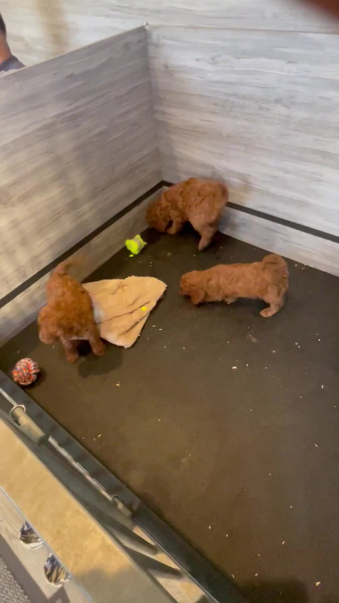 Cockapoo dogs for sale: COCKAPOO PUPPIES  - Video 2