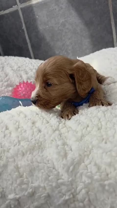 Cockapoo dogs for sale: Gorgeous cockapoo pups - Video 1