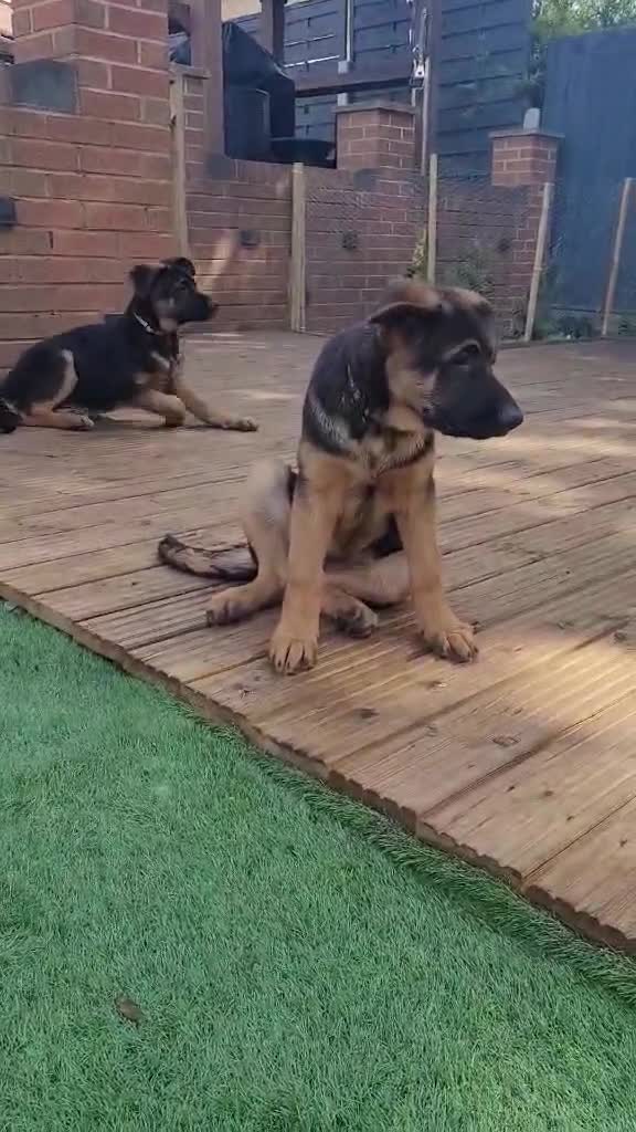 German Shepherd dogs for sale: German sheperd - Video 1