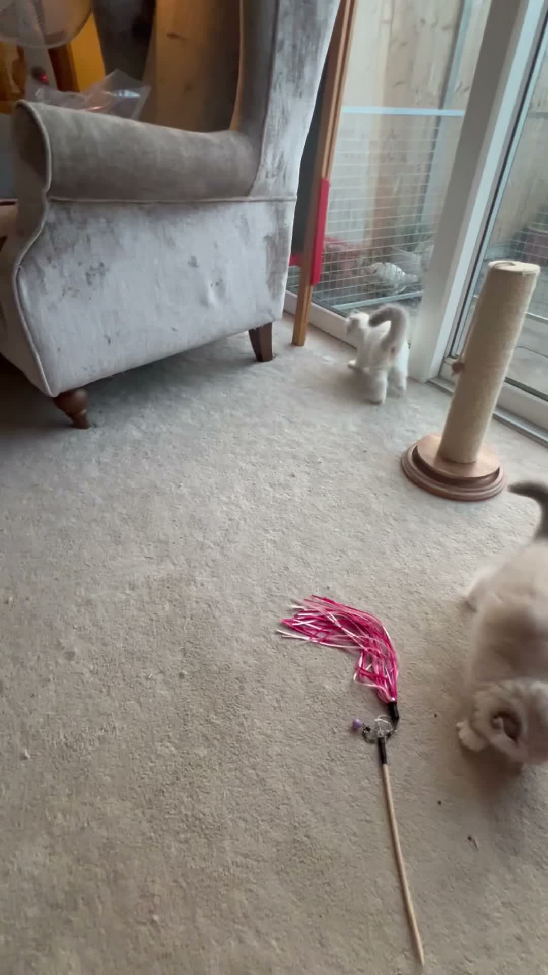 Ragdoll cats for sale: Family raised GCCF ragdoll kittens  - Video 1