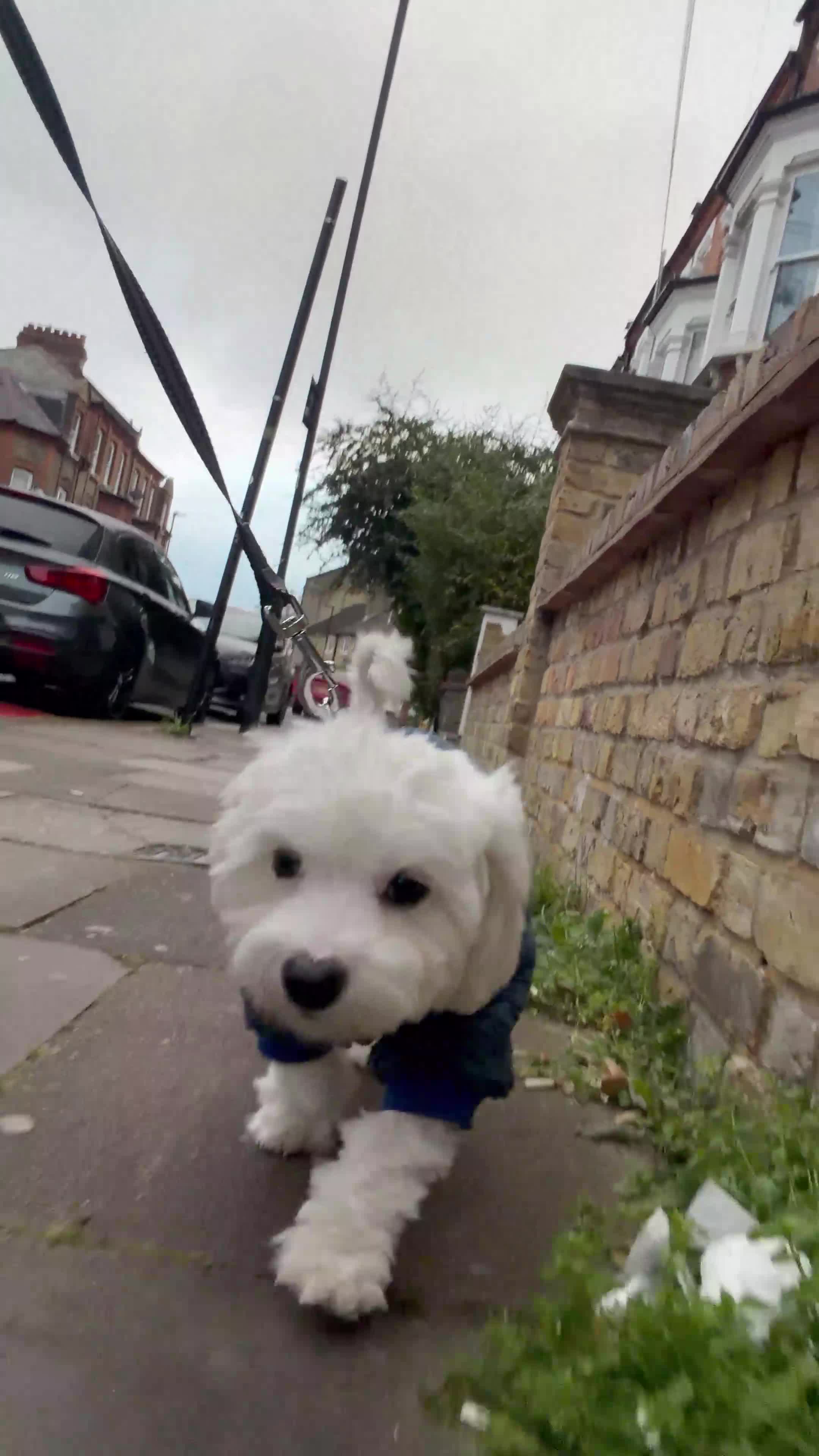 Maltese dogs for sale: 8 months old adorable maltese - Video 1