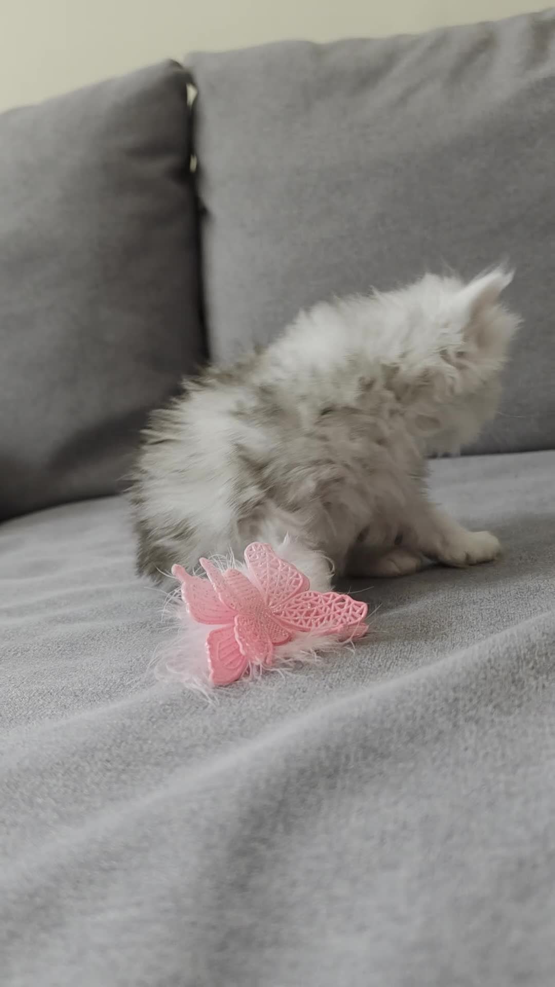 Persian cats for sale: Persian ragdoll / chinchilla kittens - Video 3