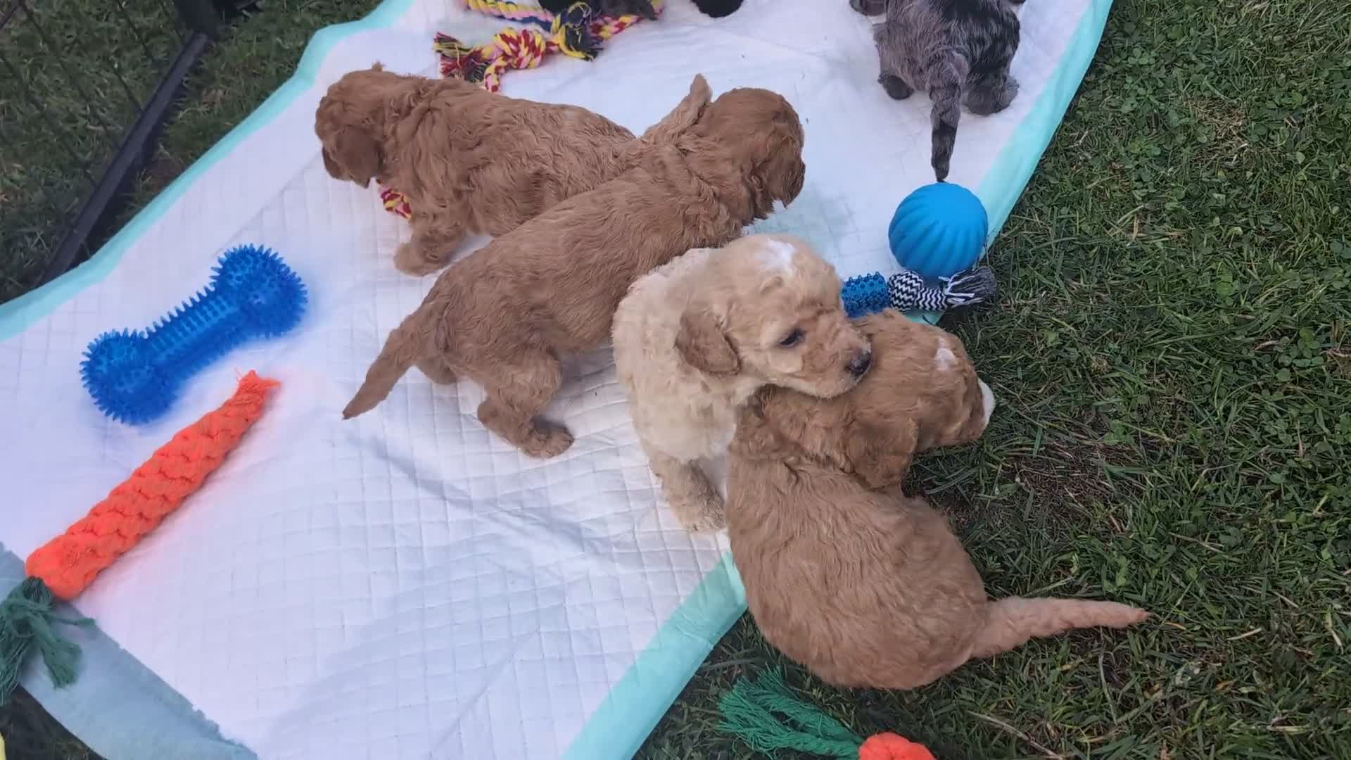Labradoodle dogs for sale: HEALTH TESTED F1b Miniature labradoodle for SALE - Video 2