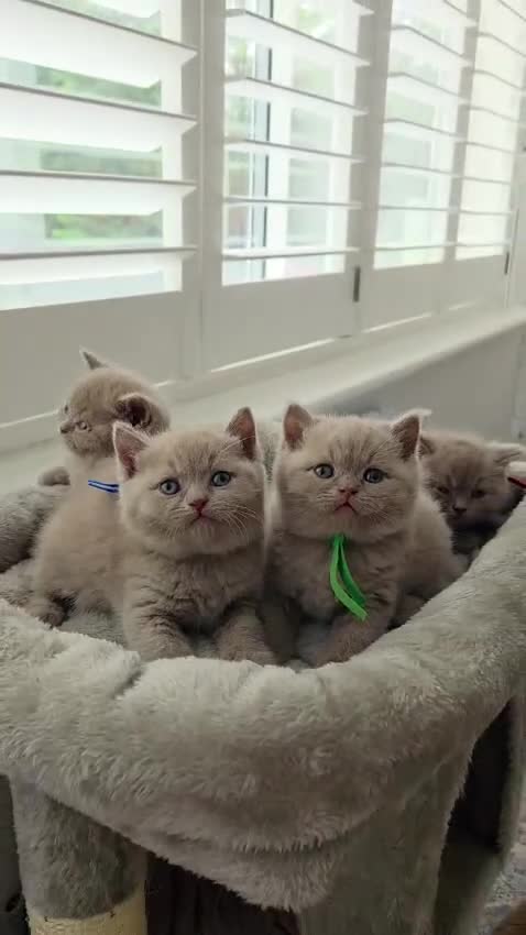 British Shorthair cats for sale: Beautiful Pure Breed ✨ British Shorthair Kittens ⭐ - Video 3