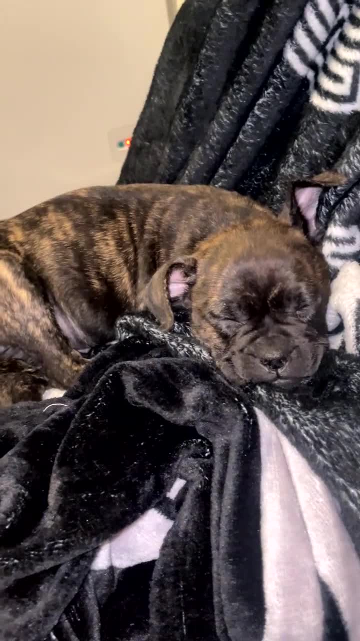 Mixed Breed dogs for sale: 8 and half weeks old puppy Staffi cross with pug  - Video 1