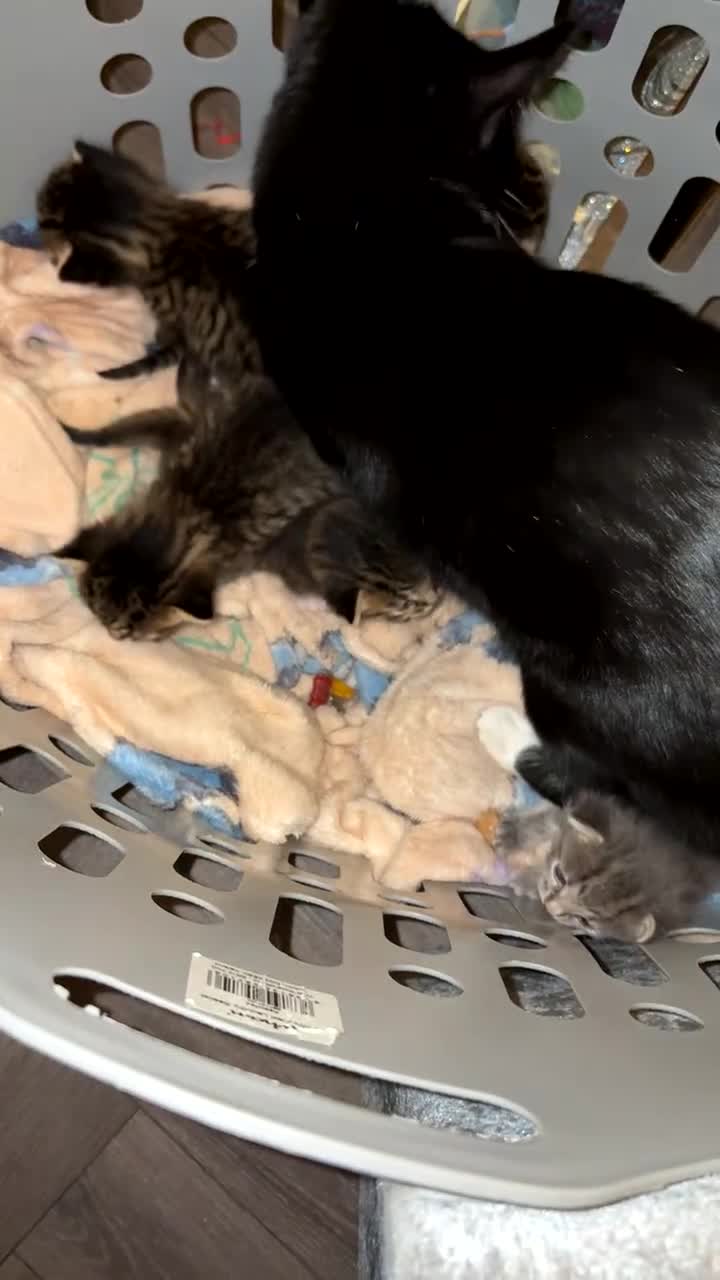 Domestic Shorthair cats for sale: Short Hair kittens  - Video 1