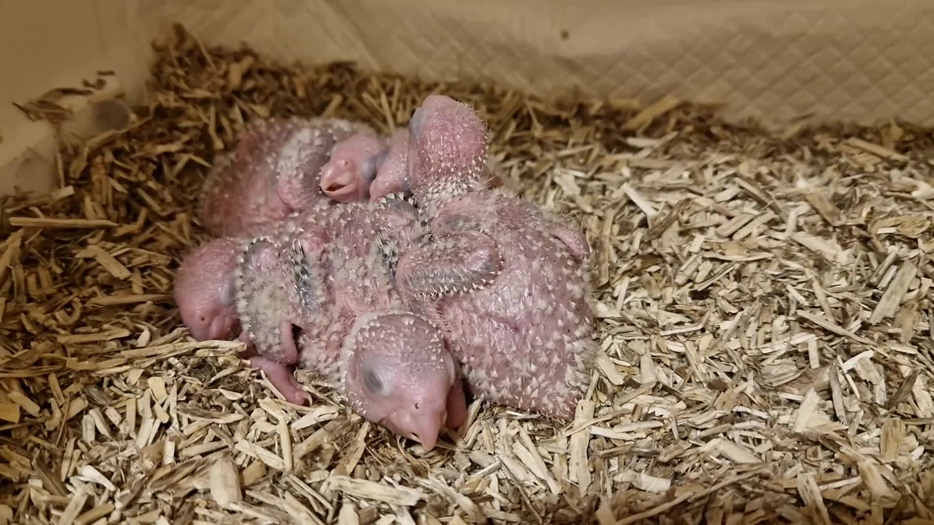 Conures birds for sale: Beautiful fully hand reared conure baby's  - Video 2