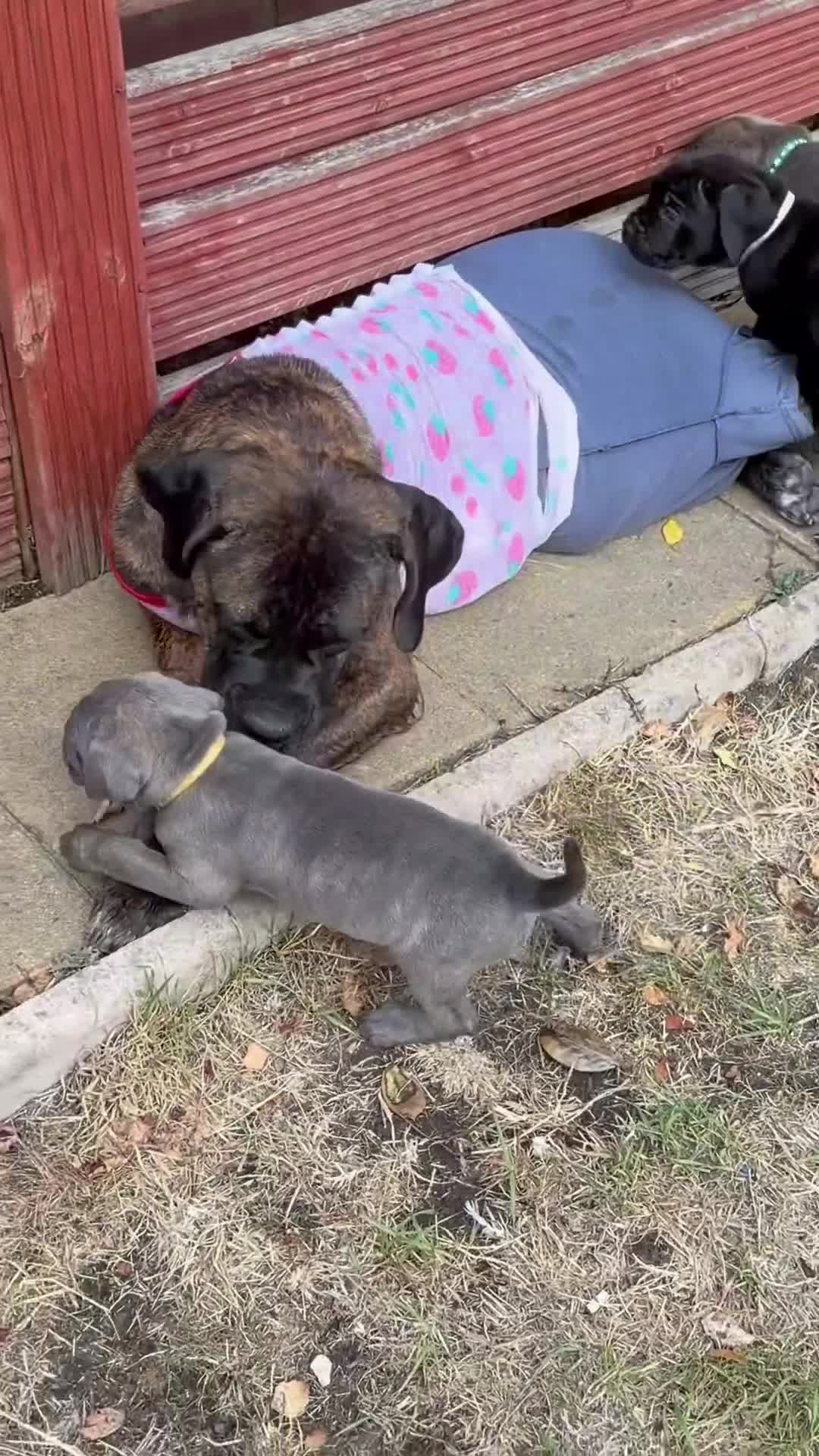 Cane Corso dogs for sale: Ready next week‼️ 2 Exceptional girls  - Video 5