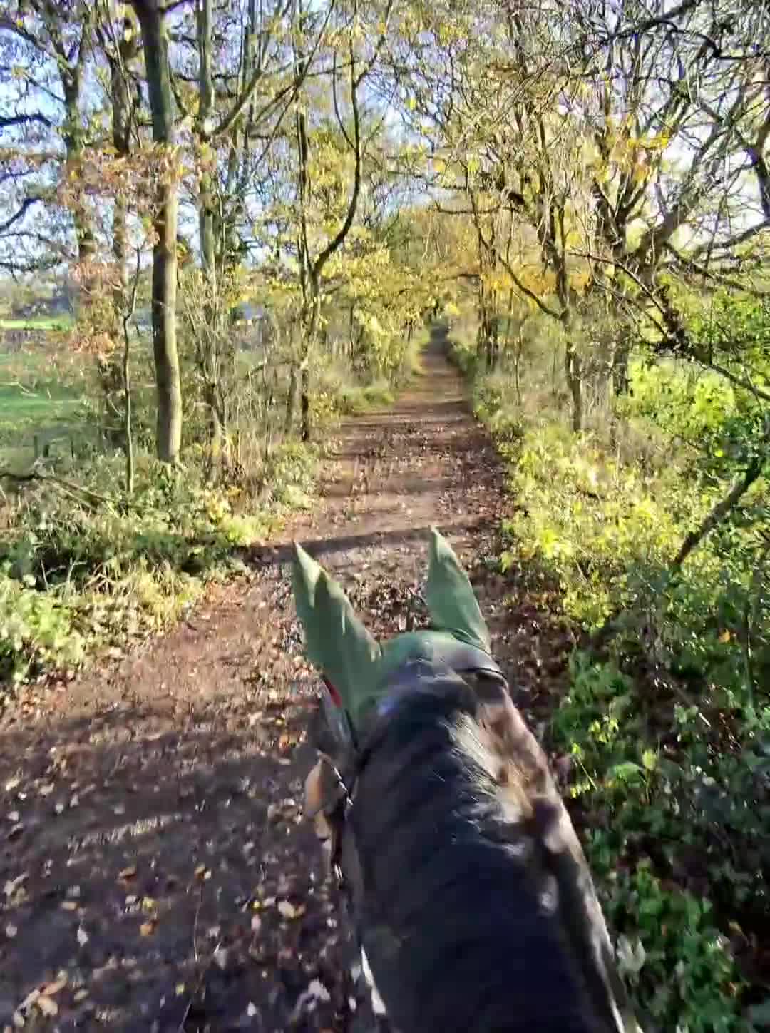 English Thoroughbred horses for sale: TB mare for sale, 16.2 hh, 7 years old - Video 1