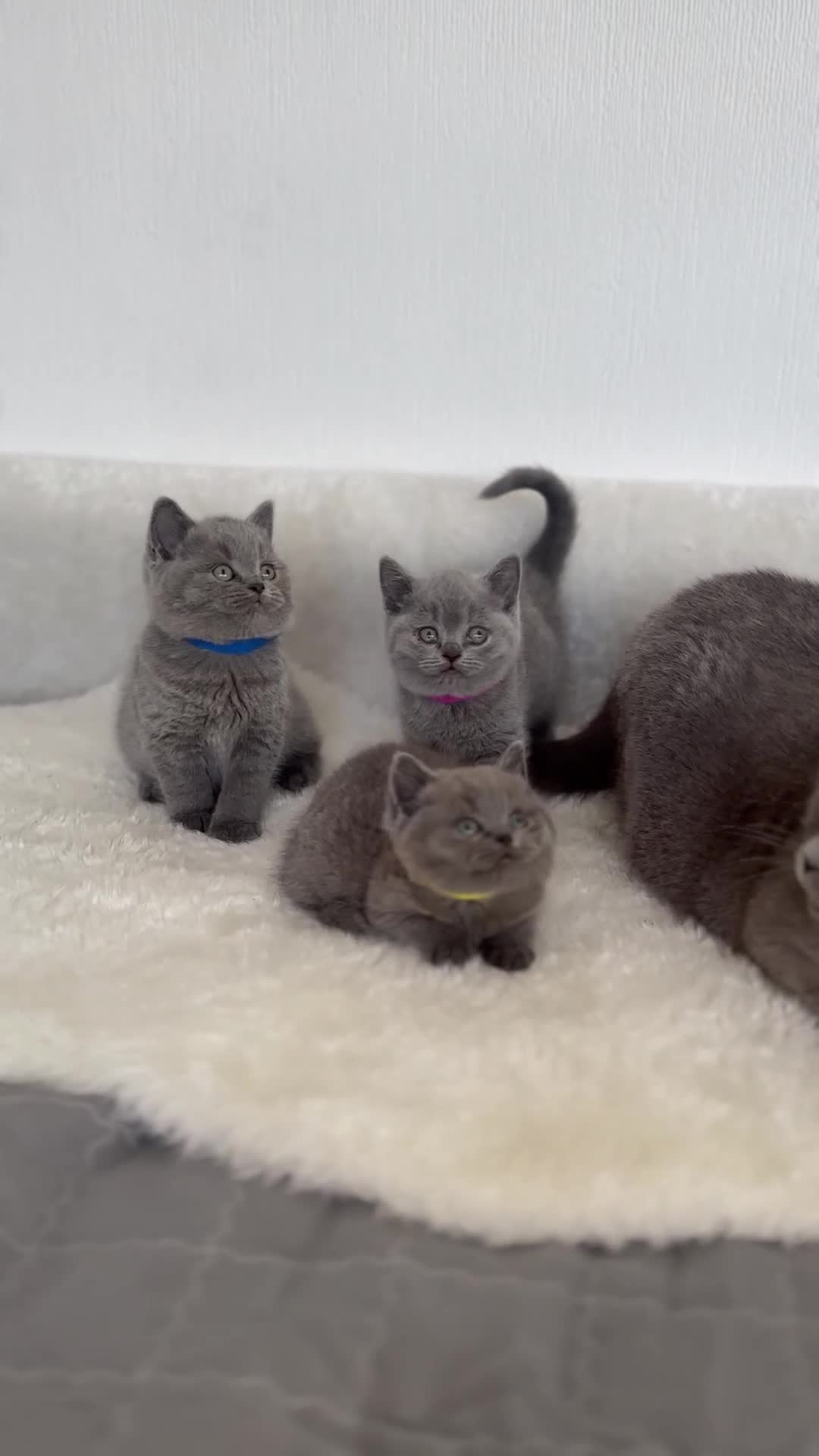 British Shorthair cats for sale: 💎  CHAMPION LINES BSH BLUE  💎 - Video 2