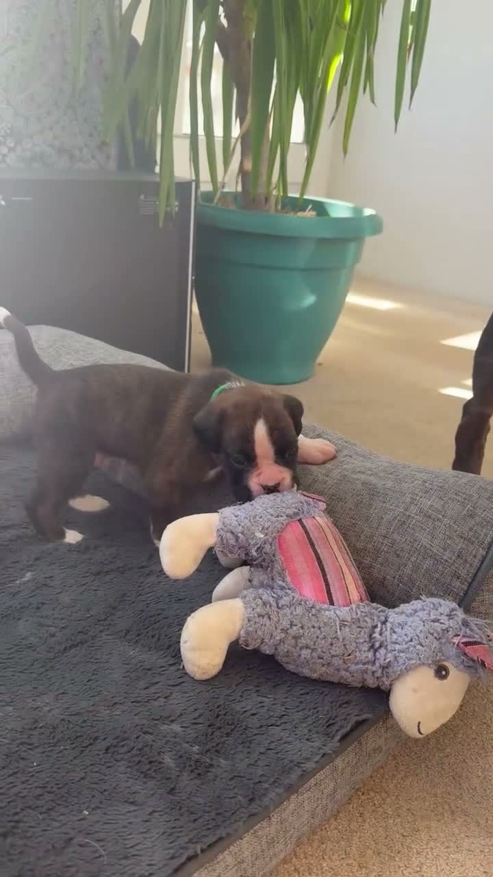 Boxer dogs for sale: Beautiful KC registered boxer puppies in Okehampton - Video 2