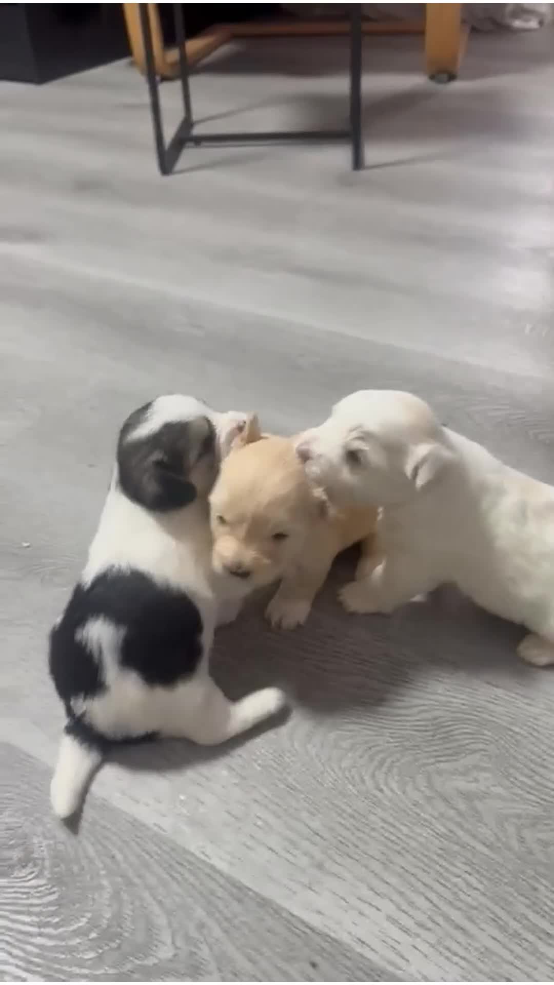 Mixed Breed dogs for sale: Beautiful Maltese & Silky Terrier Puppies - Video 1