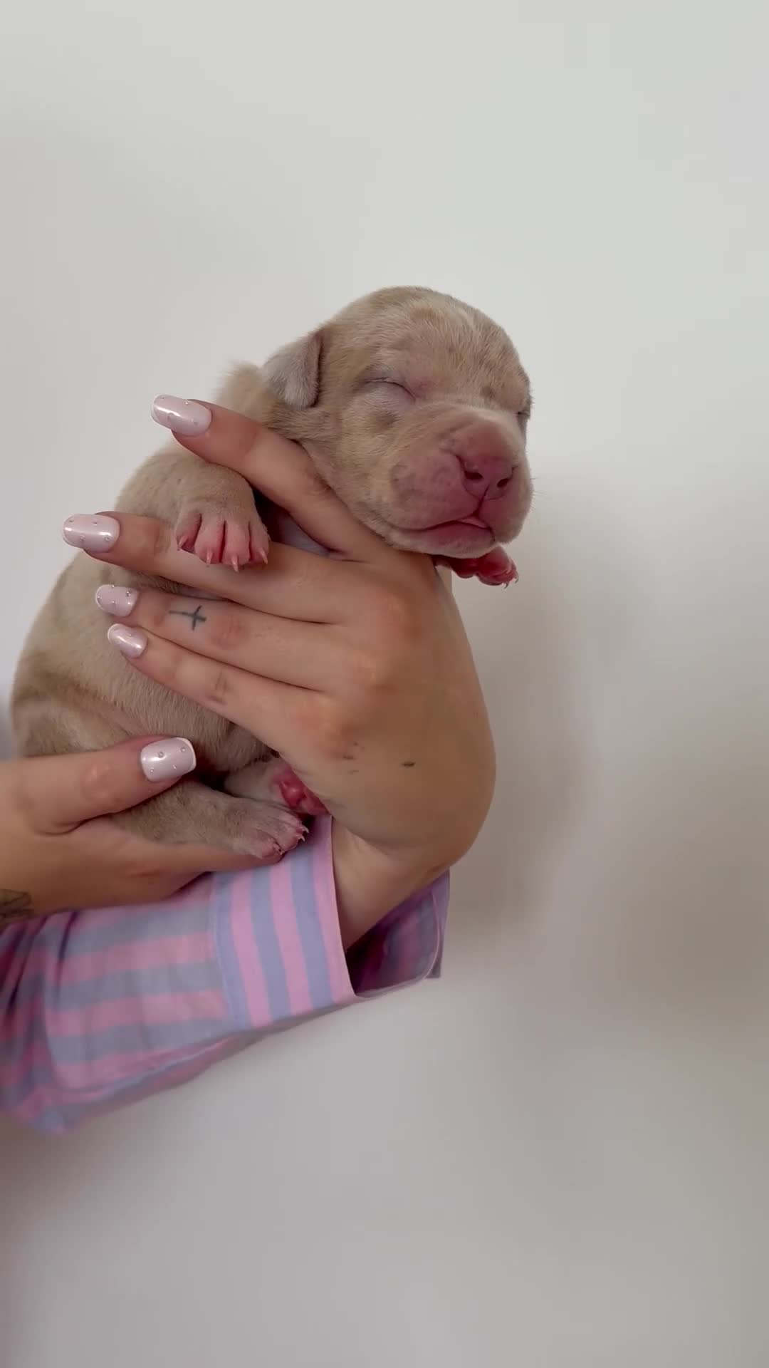Mixed Breed dogs for sale: Cane cross x staffy x American bulldog - Video 4