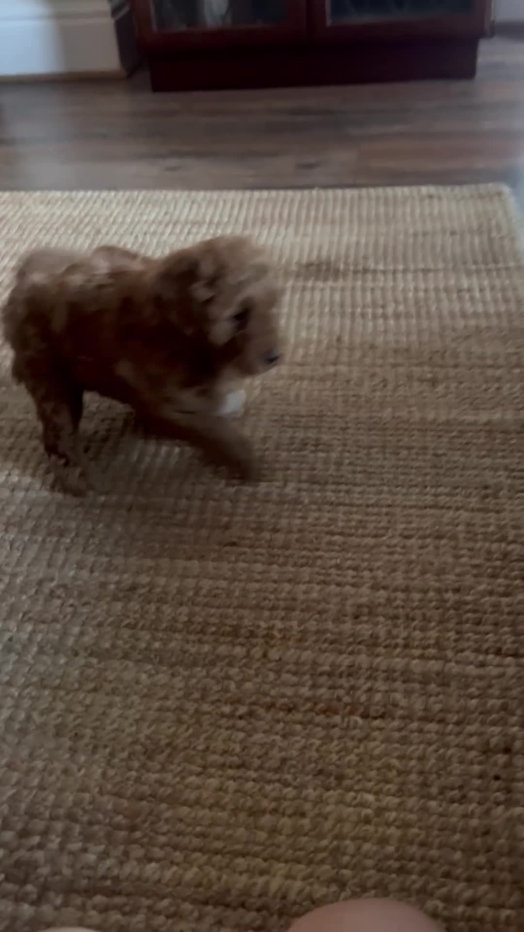 Cavapoo dogs for sale: Cavapoo puppies ready to leave on Mother’s Day  - Video 1