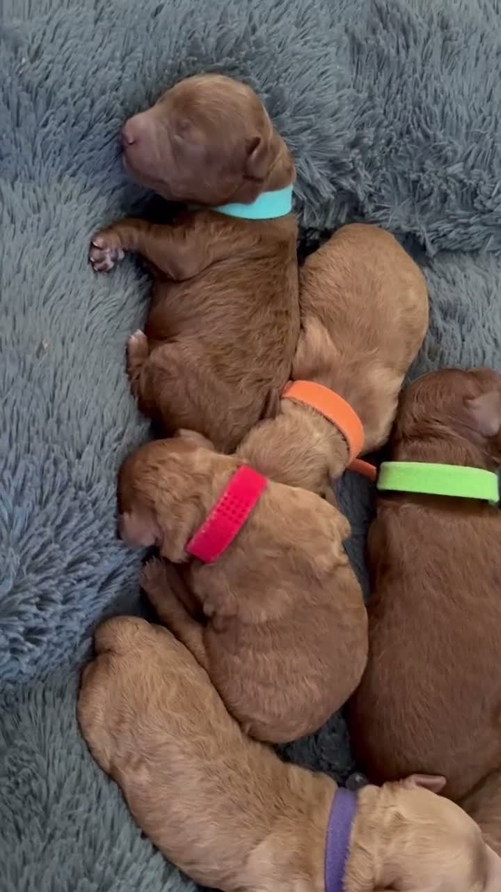Cavapoo dogs for sale: Beautiful F1b Cavapoo Puppies ❤️ - Video 1