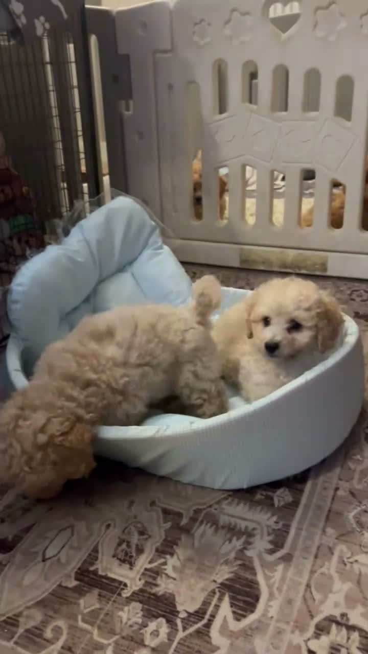 Poochon dogs for sale: Ready now,Beautiful poochon puppies - Video 2