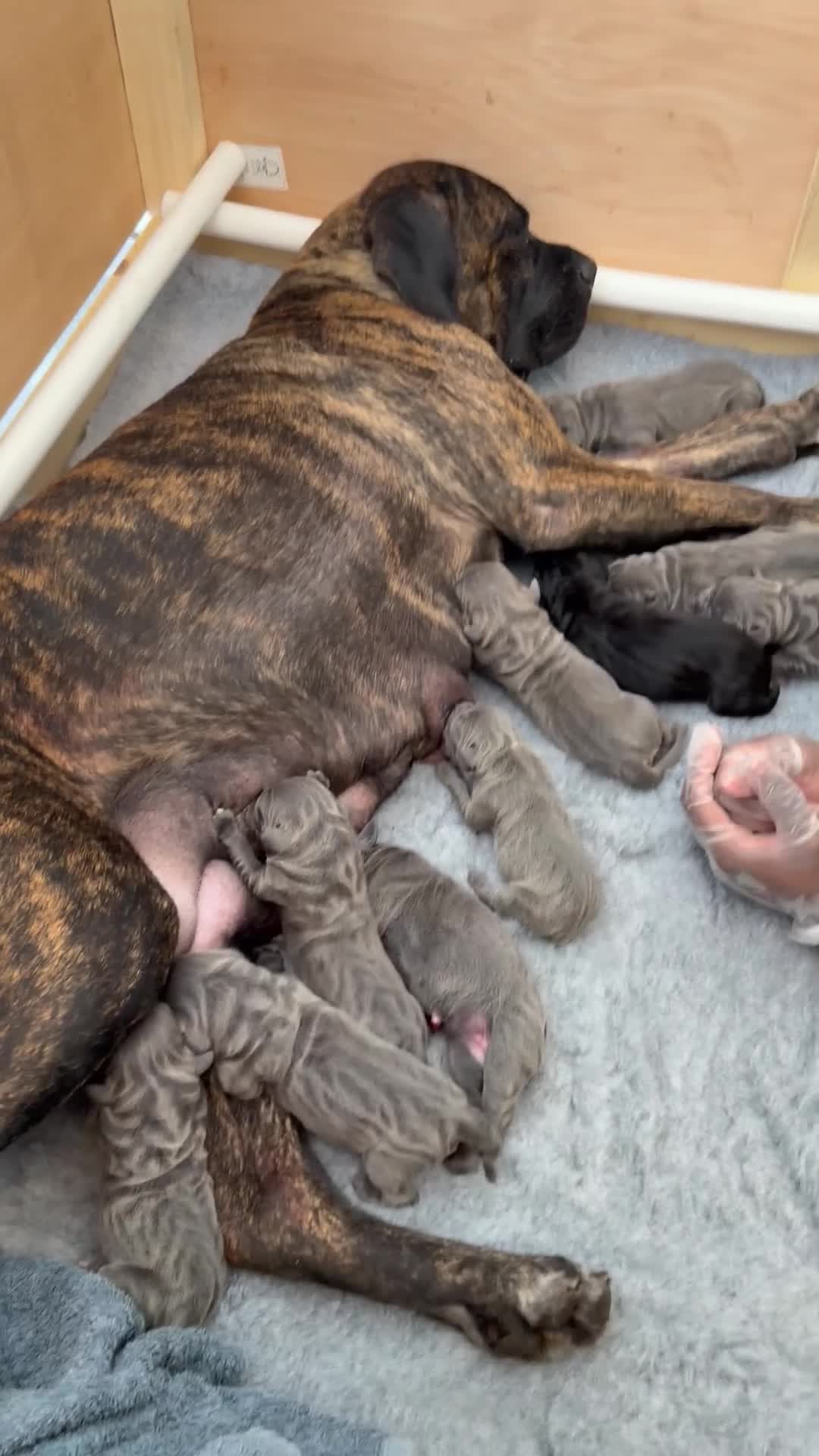 Cane Corso dogs for sale: LOCKDOWN KENNELS UK 2026 Health Tested Litter in Solihull - Video 2