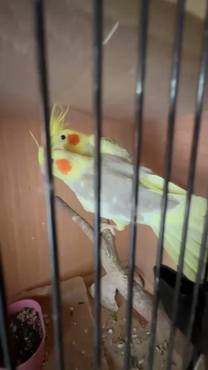Cockatiels birds for sale: 2 pair cockatiels for sale £200 a pair  - Video 1