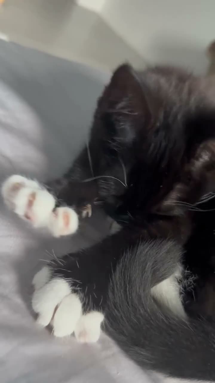 Mixed Breed cats for sale: Male kitten for sale - Video 1