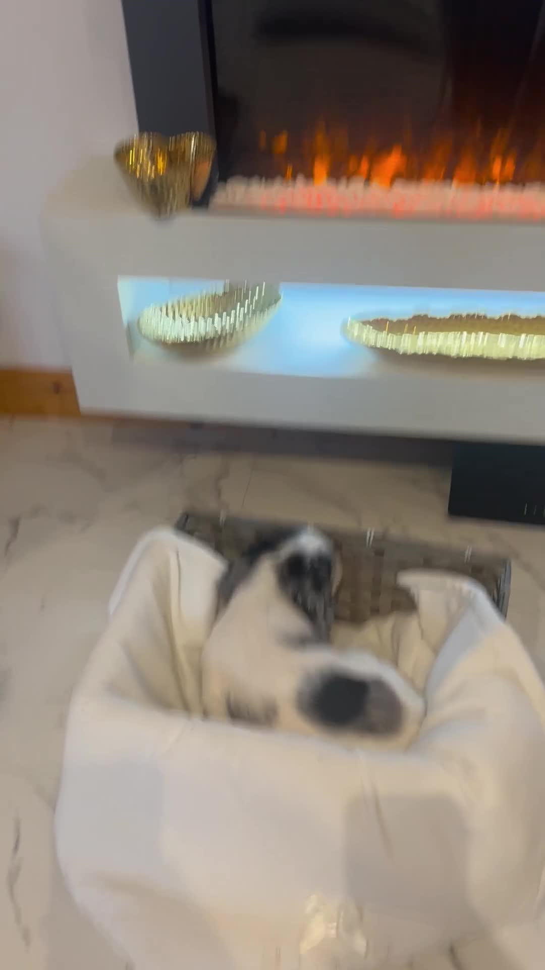 Cocker Spaniel dogs for sale: Rainbow litter cocker spaniel puppies  - Video 5