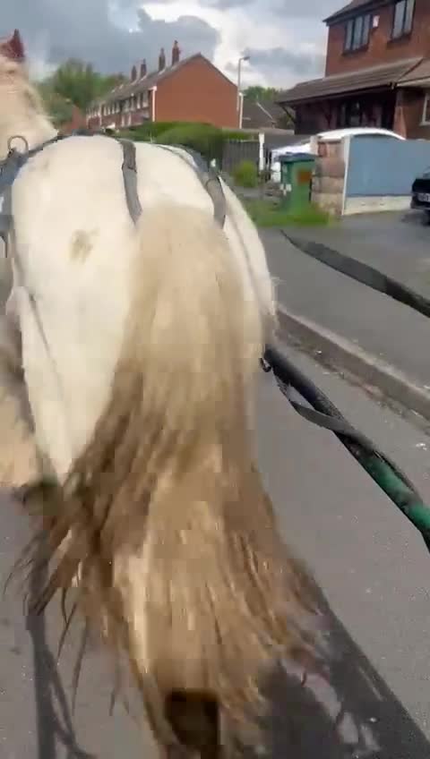 Other Breed horses for sale: Charlie - Video 1