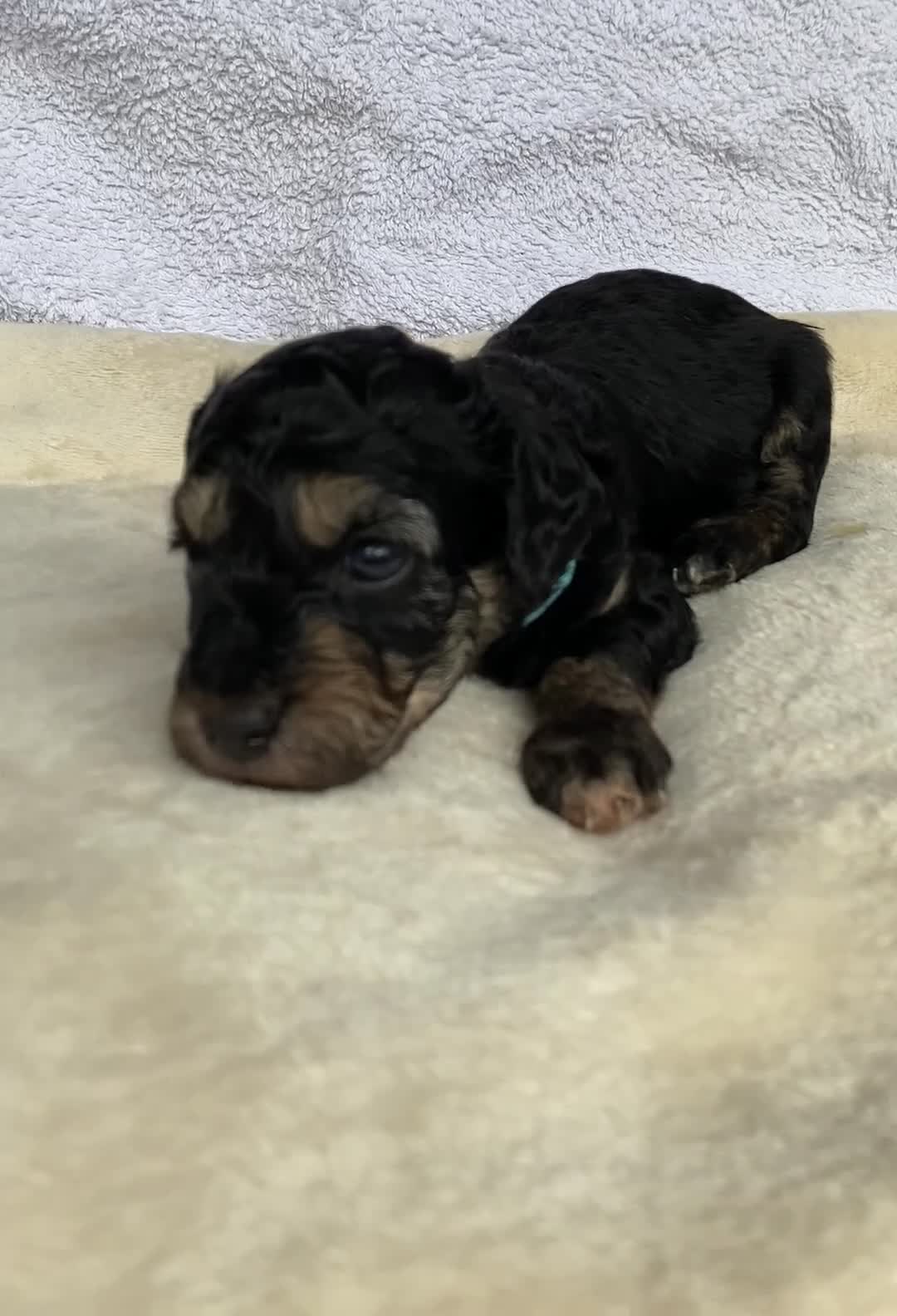 Mixed Breed dogs for sale: Cockapoo mix  in Dartmouth - Video 5